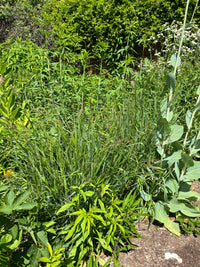 Panicum virgatum 'Cape Breeze'