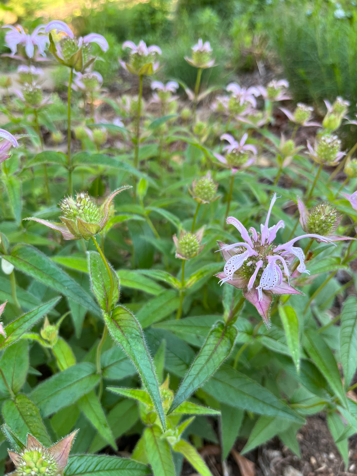 Monarda bradburiana