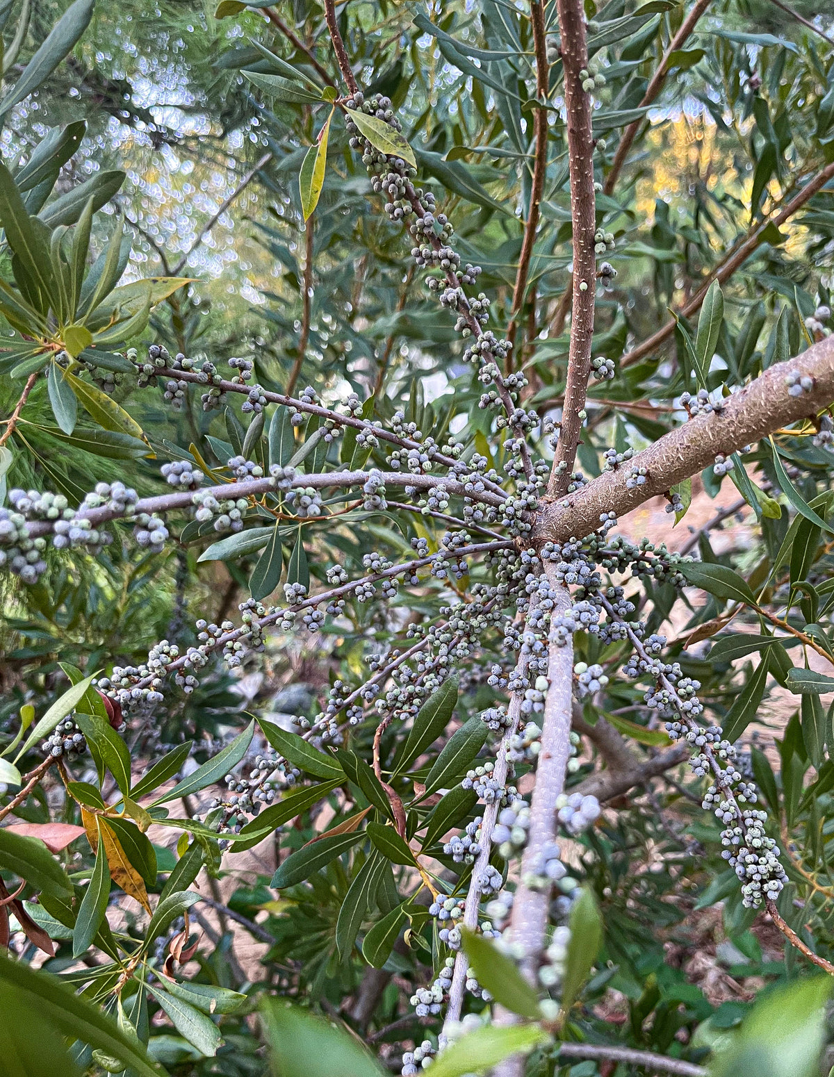 Morella cerifera