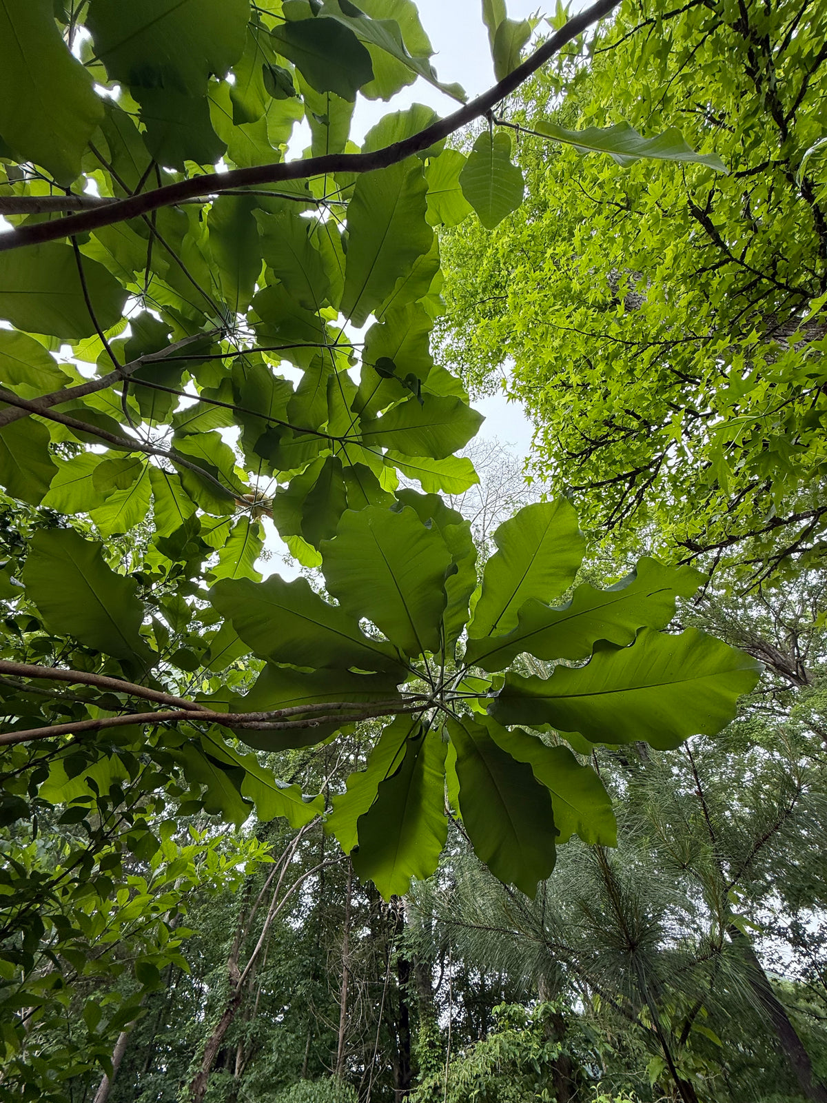 Magnolia macrophylla