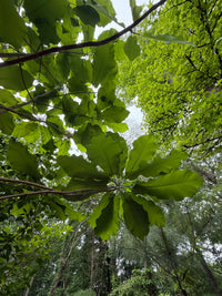 Magnolia macrophylla