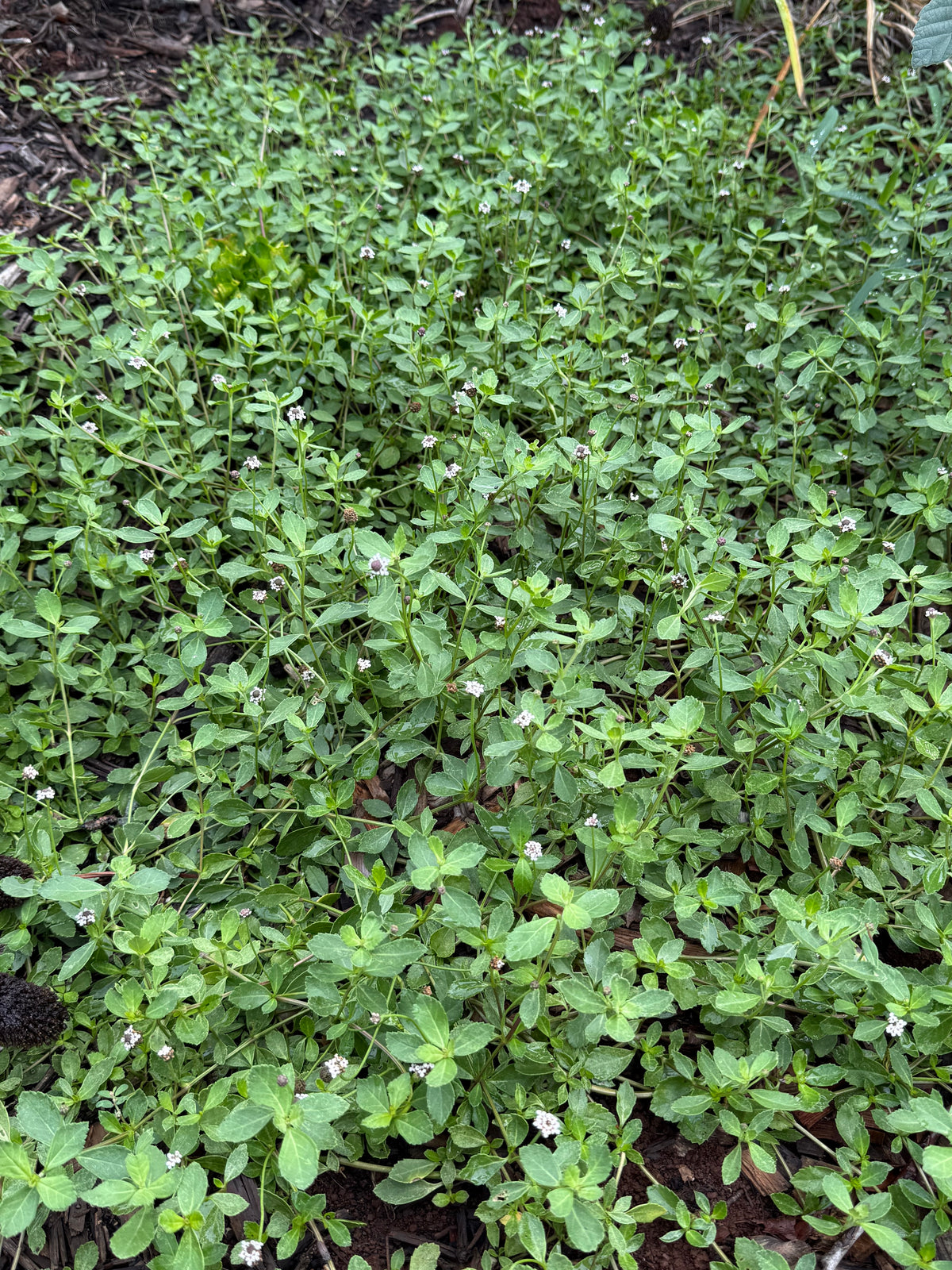 Phyla nodiflora