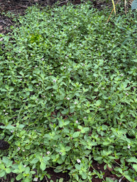 Phyla nodiflora