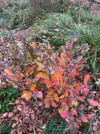 Fothergilla gardenii