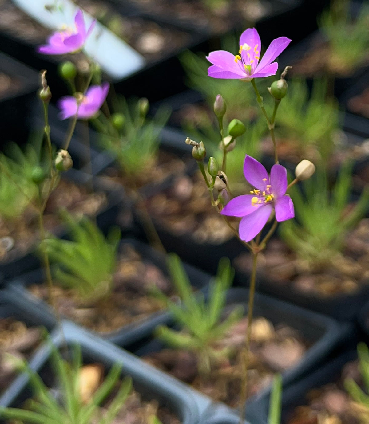 Phemeranthus teretifolius