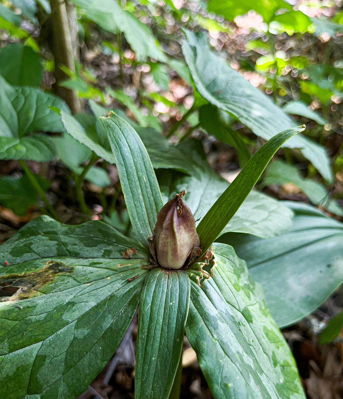 Trillium cuneatum