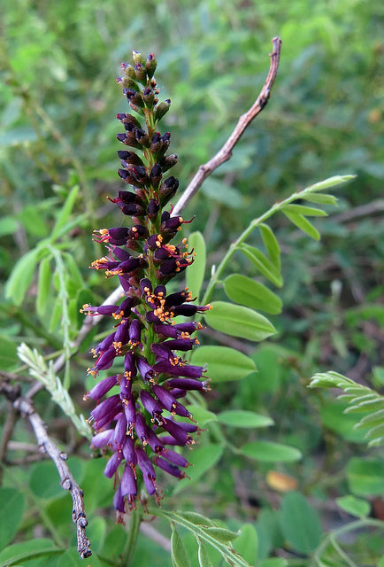 Amorpha fruticosa