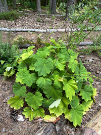 Heuchera villosa var. macrorrhiza