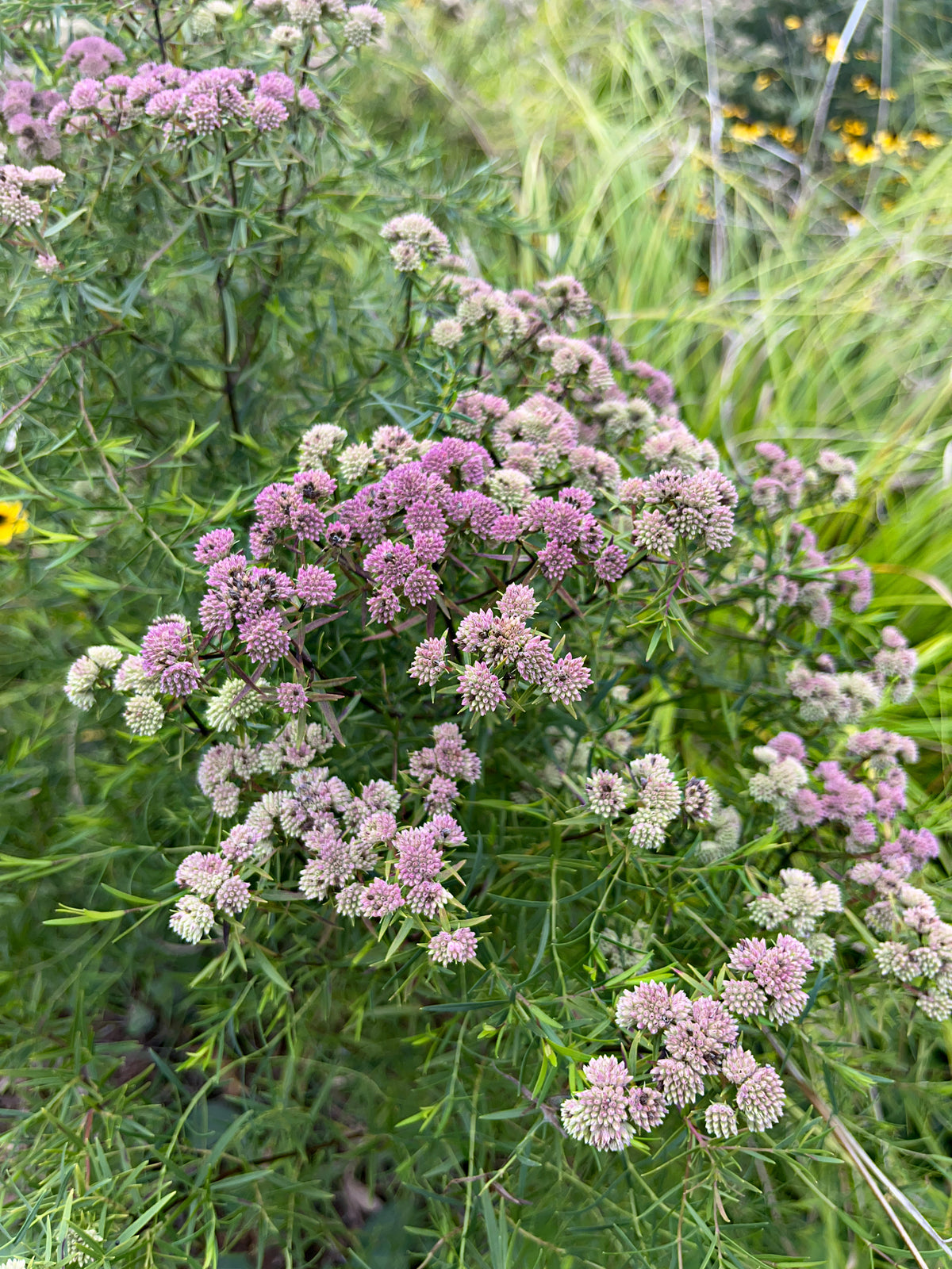 Pycnanthemum tenufolium