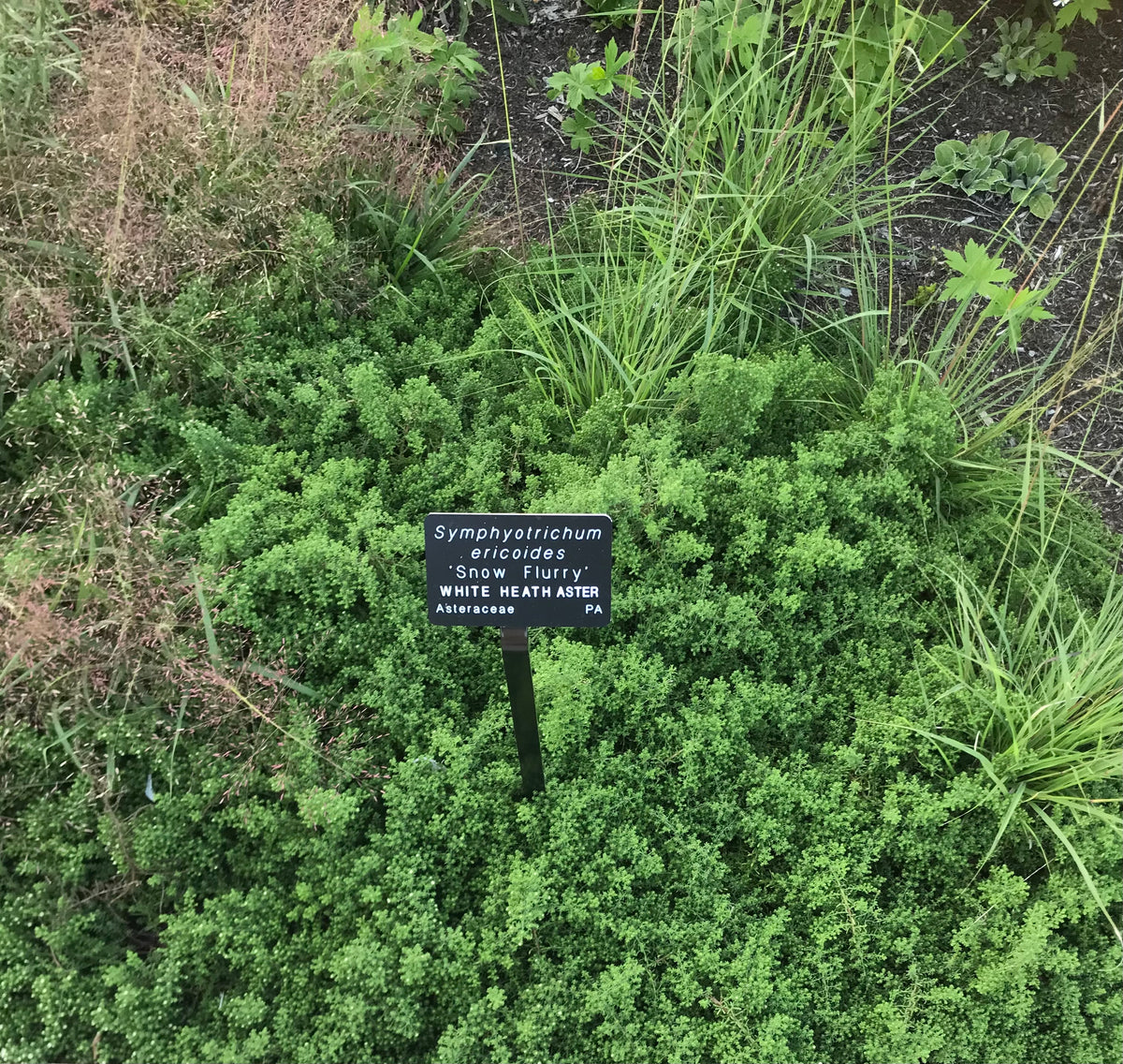 Symphyotrichum ericoides 'Snow Flurry'