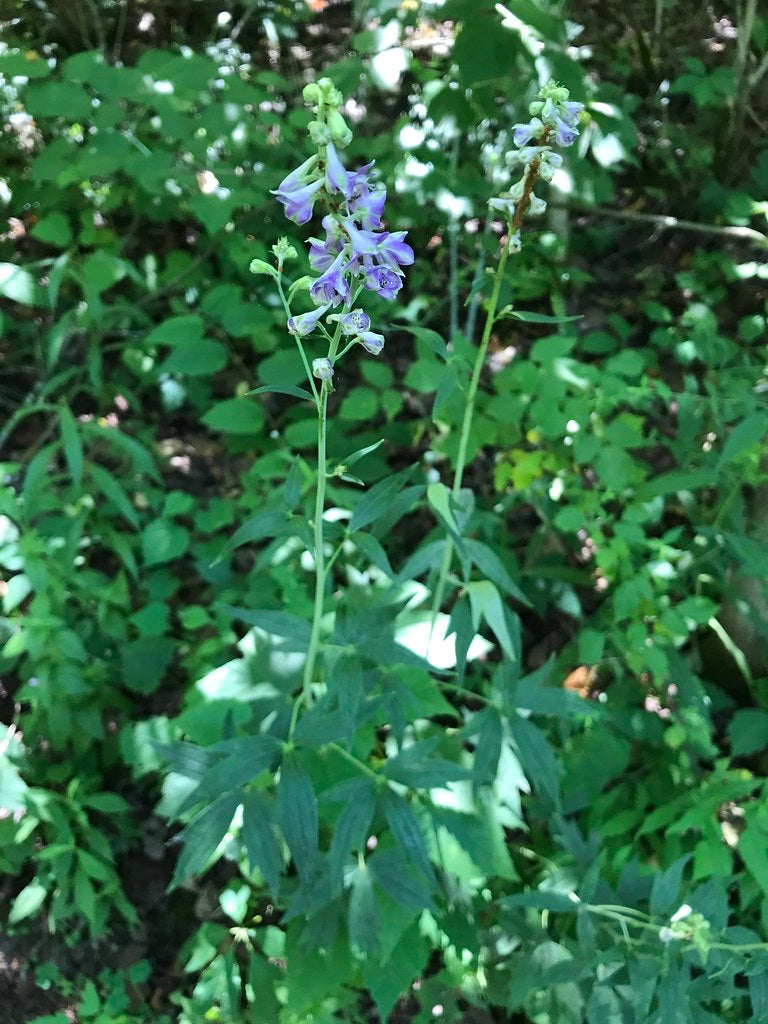 Delphinium exaltatum