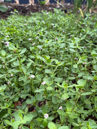 Phyla nodiflora