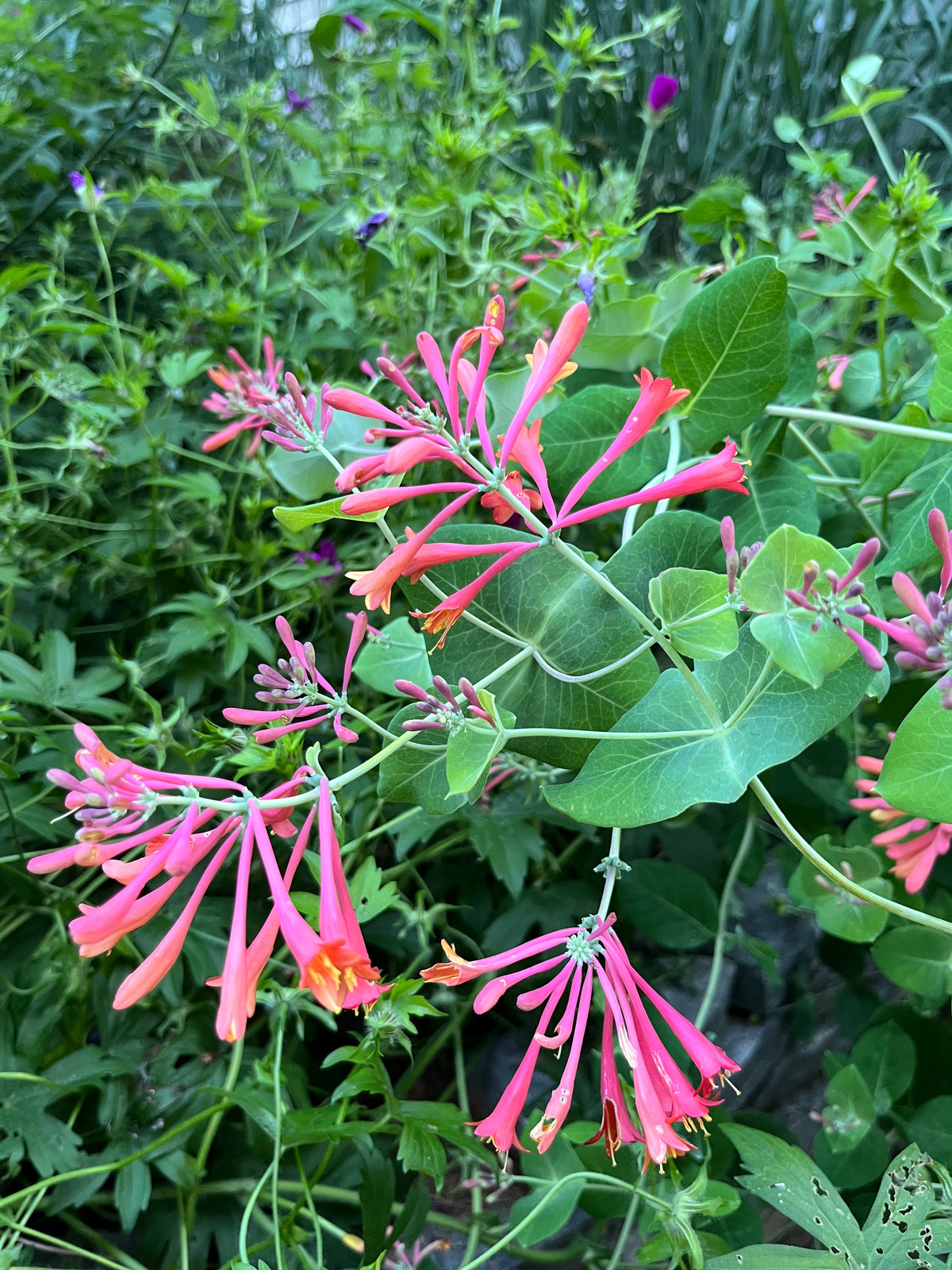 Lonicera sempervirens