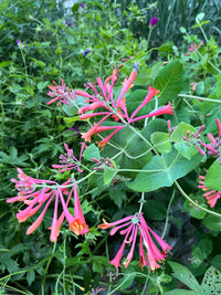 Lonicera sempervirens