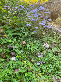 Potentilla canadensis