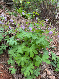 Geranium maculatum