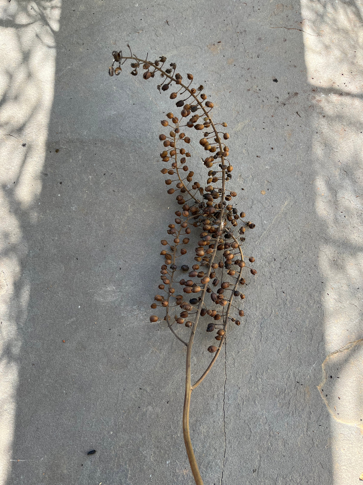 Actaea racemosa