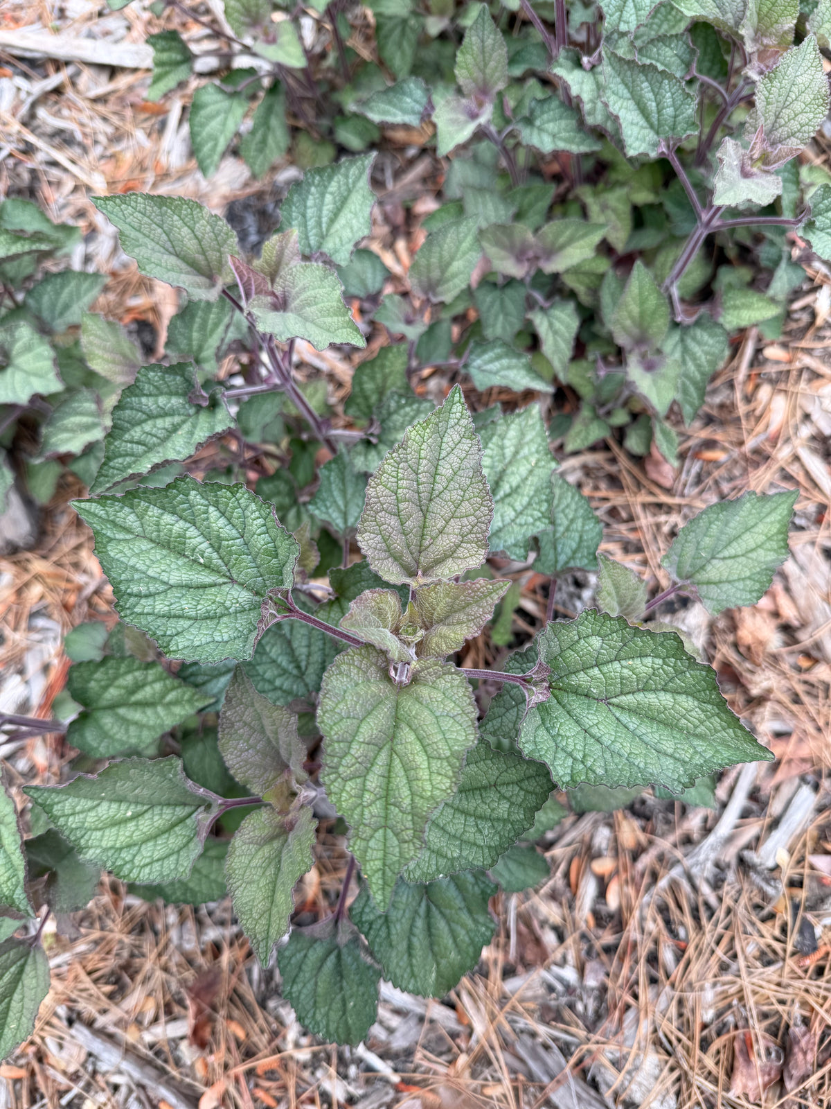 Scutellaria ovata var. rugosa