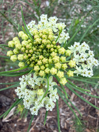 Asclepias verticillata