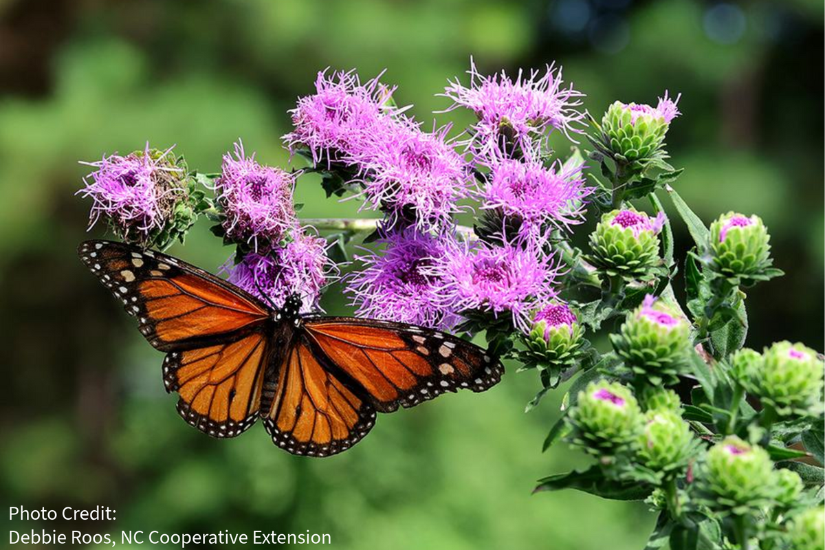 Liatris scariosa