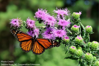 Liatris scariosa
