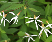 Gillenia trifoliata