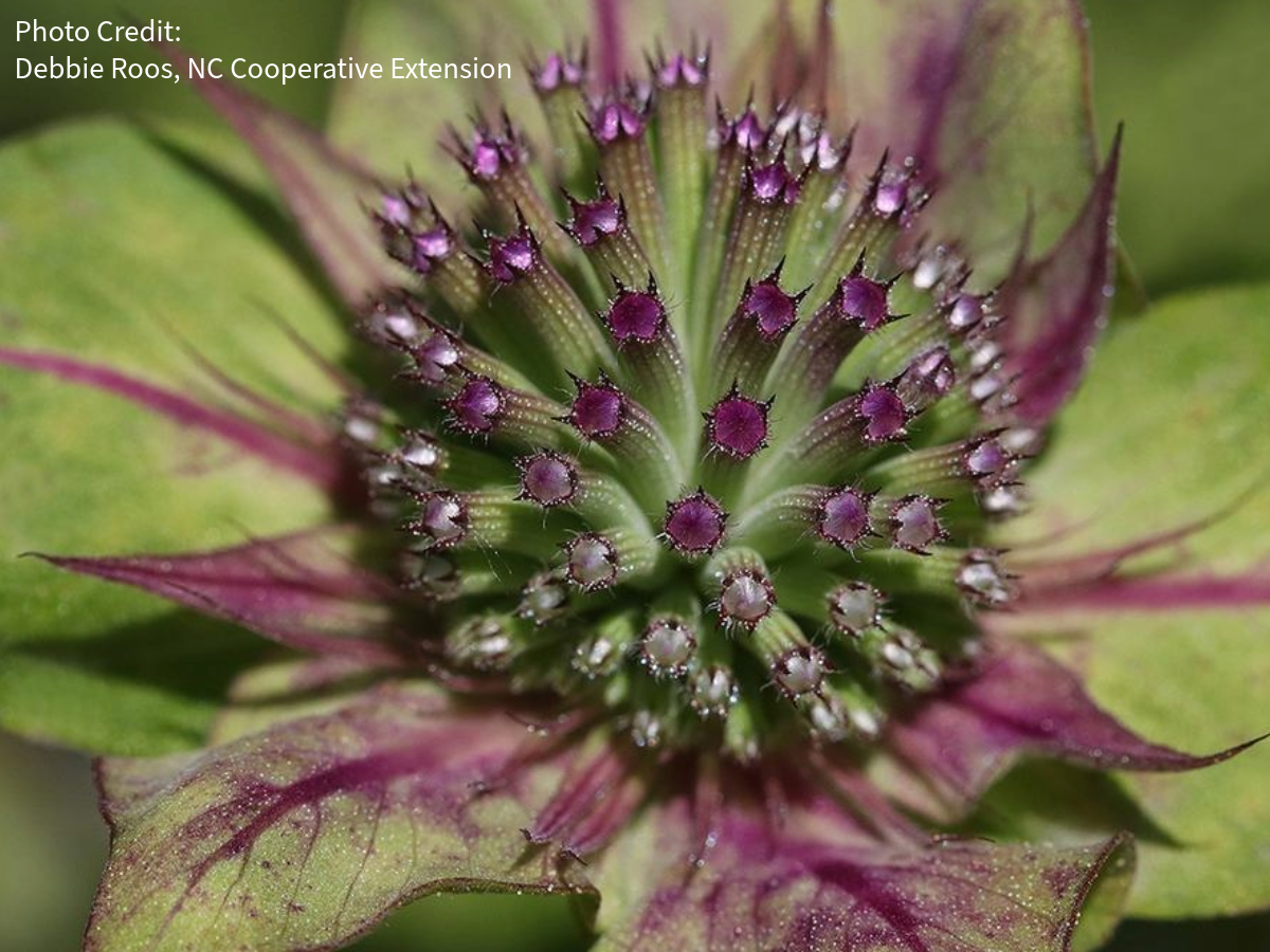 Monarda fistulosa 'Claire Grace'