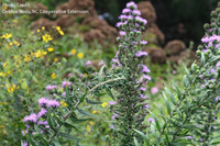Liatris scariosa