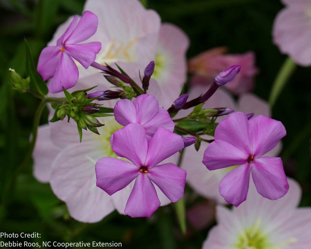 Phlox carolina 'Kim'