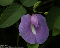 Centrosema virginianum