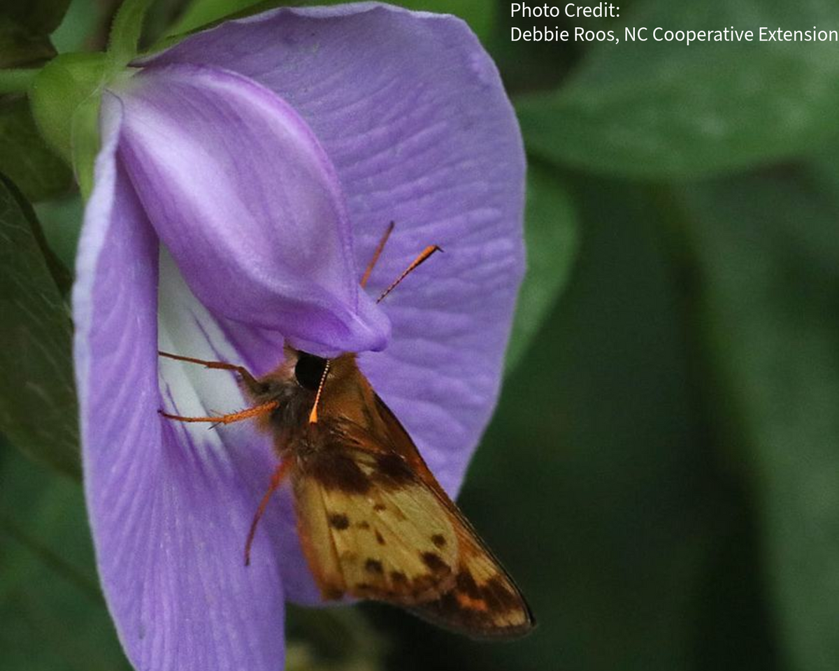 Centrosema virginianum