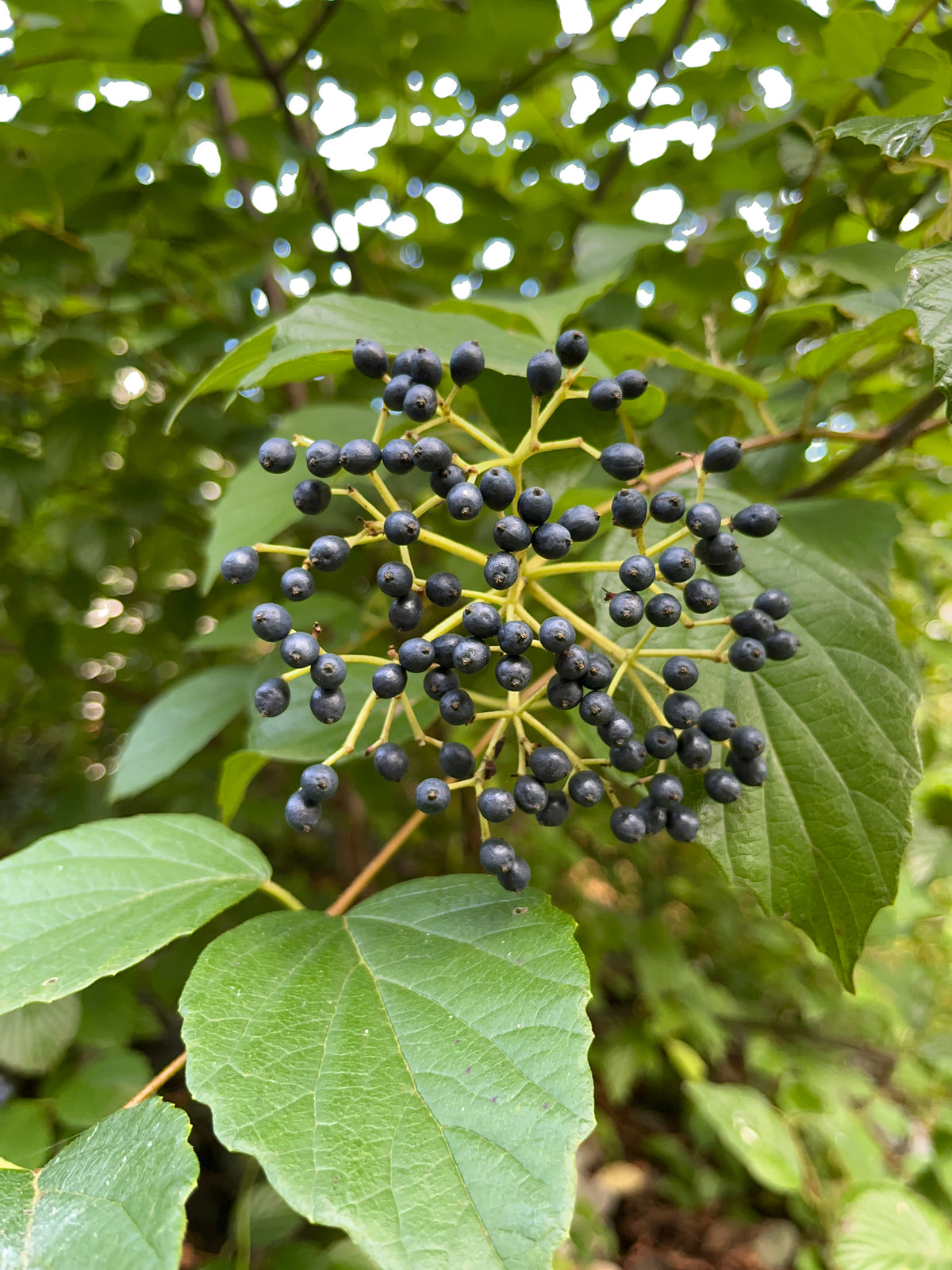 Viburnum dentatum