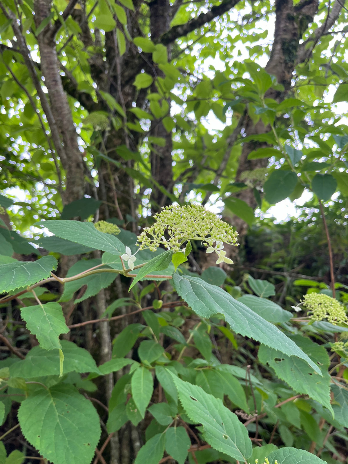 Hydrangea arborescens