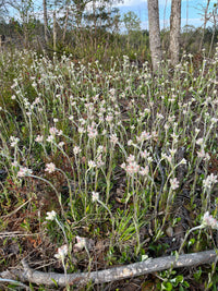 Antennaria parlinii