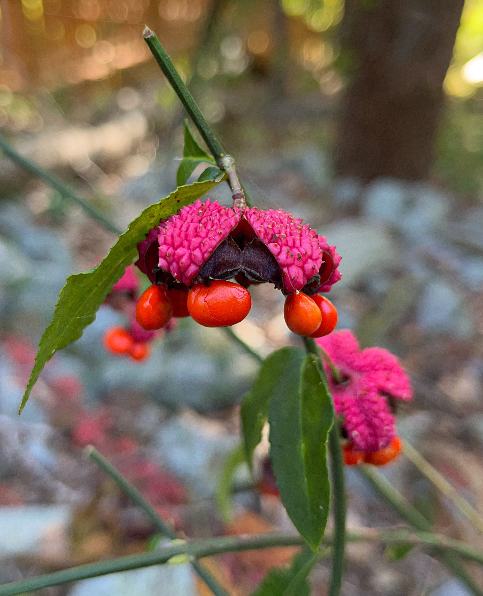 strawberry bush seeds for sale Euonymus americanus – Flower of Carolina