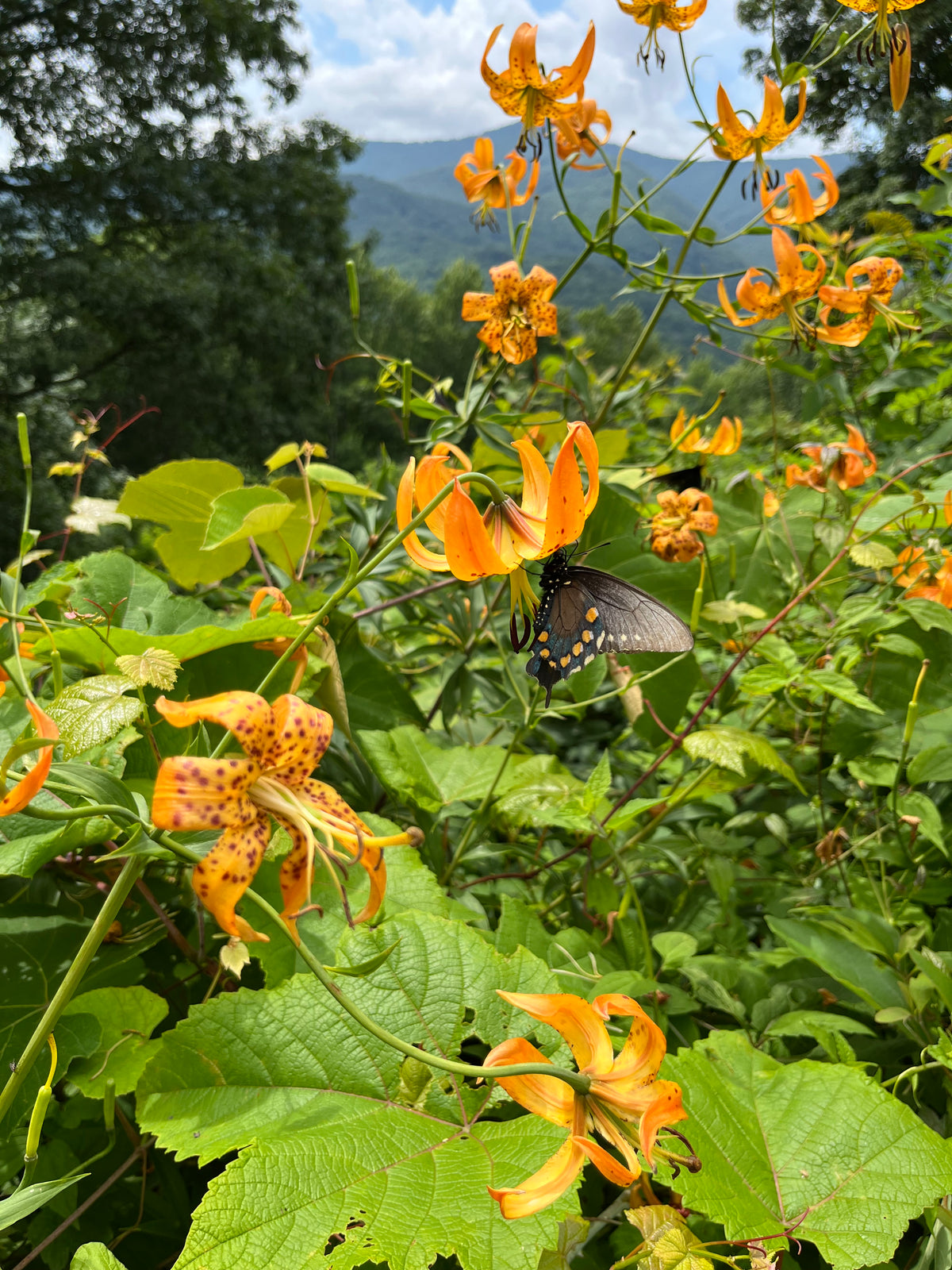 Lilium superbum