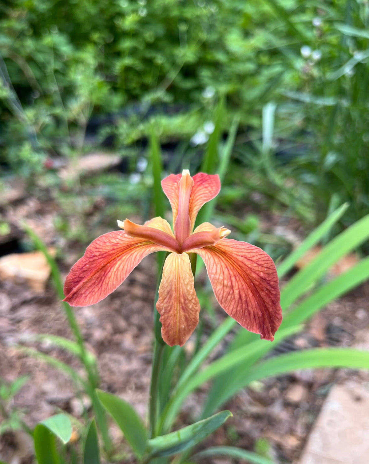 Iris fulva