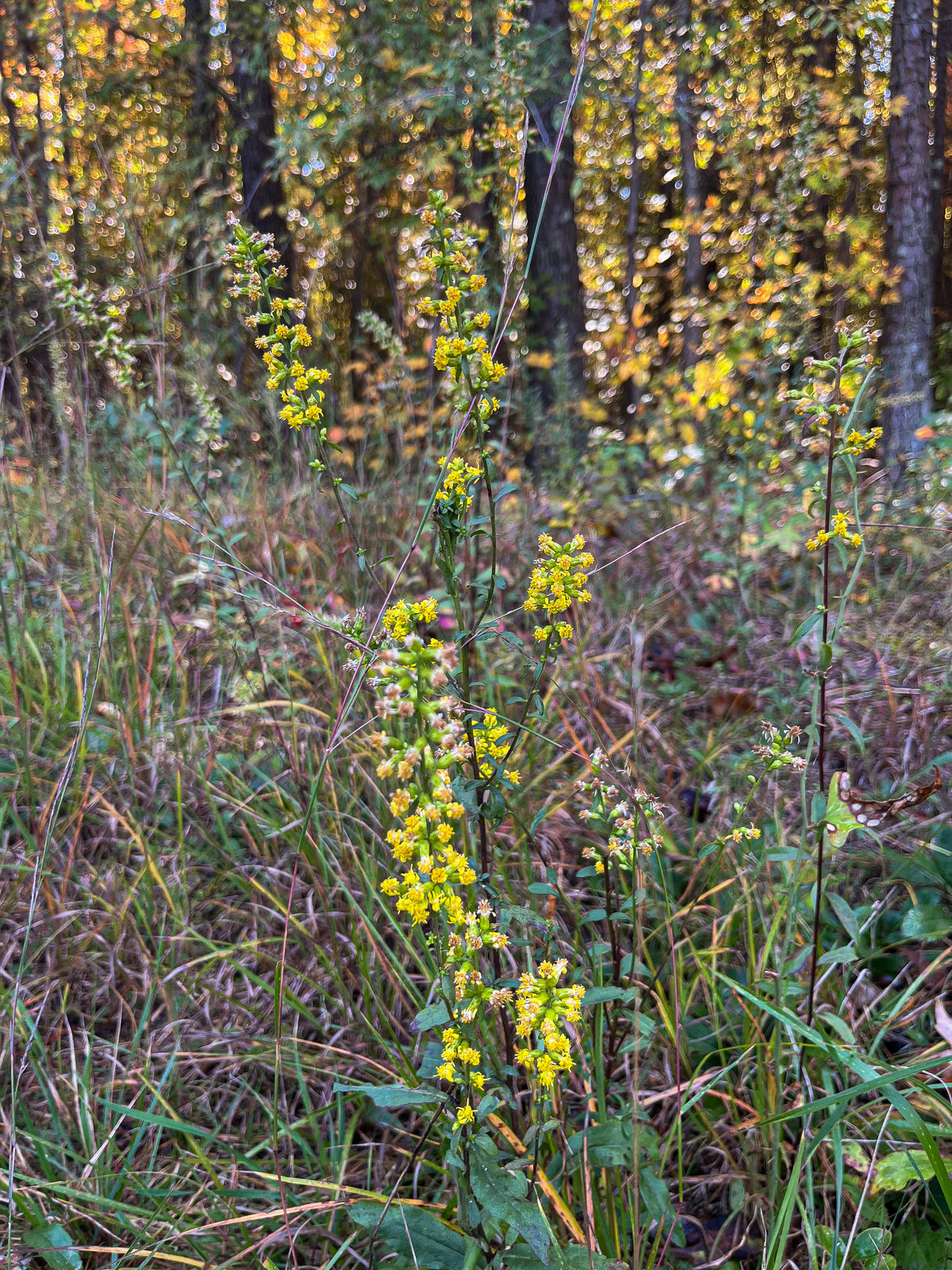 Solidago erecta