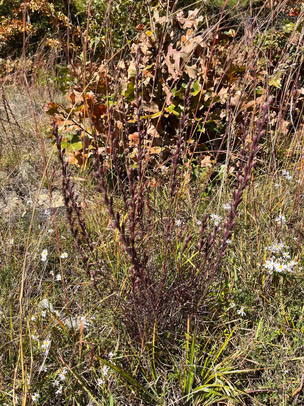 Liatris pilosa