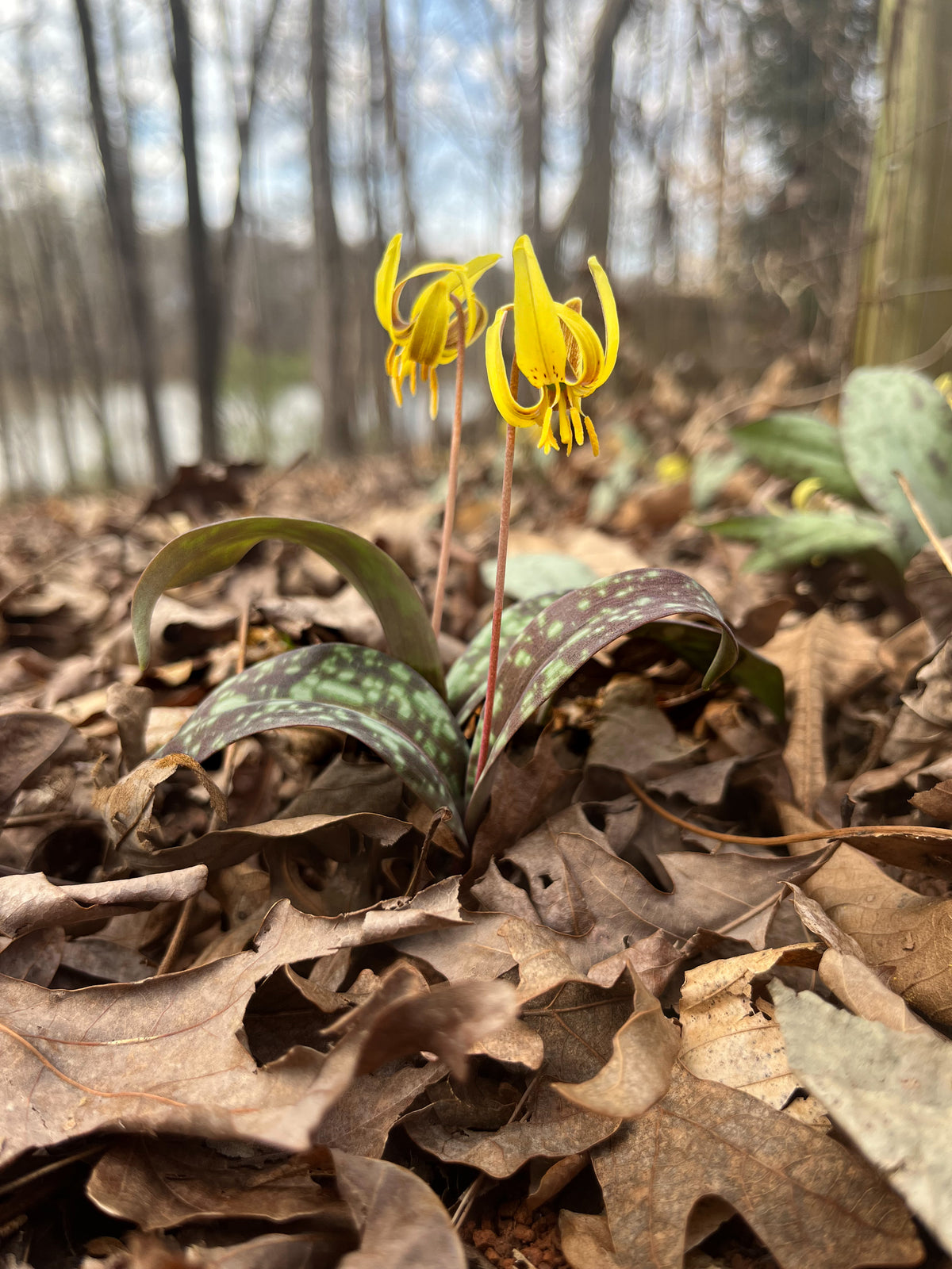 Erythronium umbilicatum