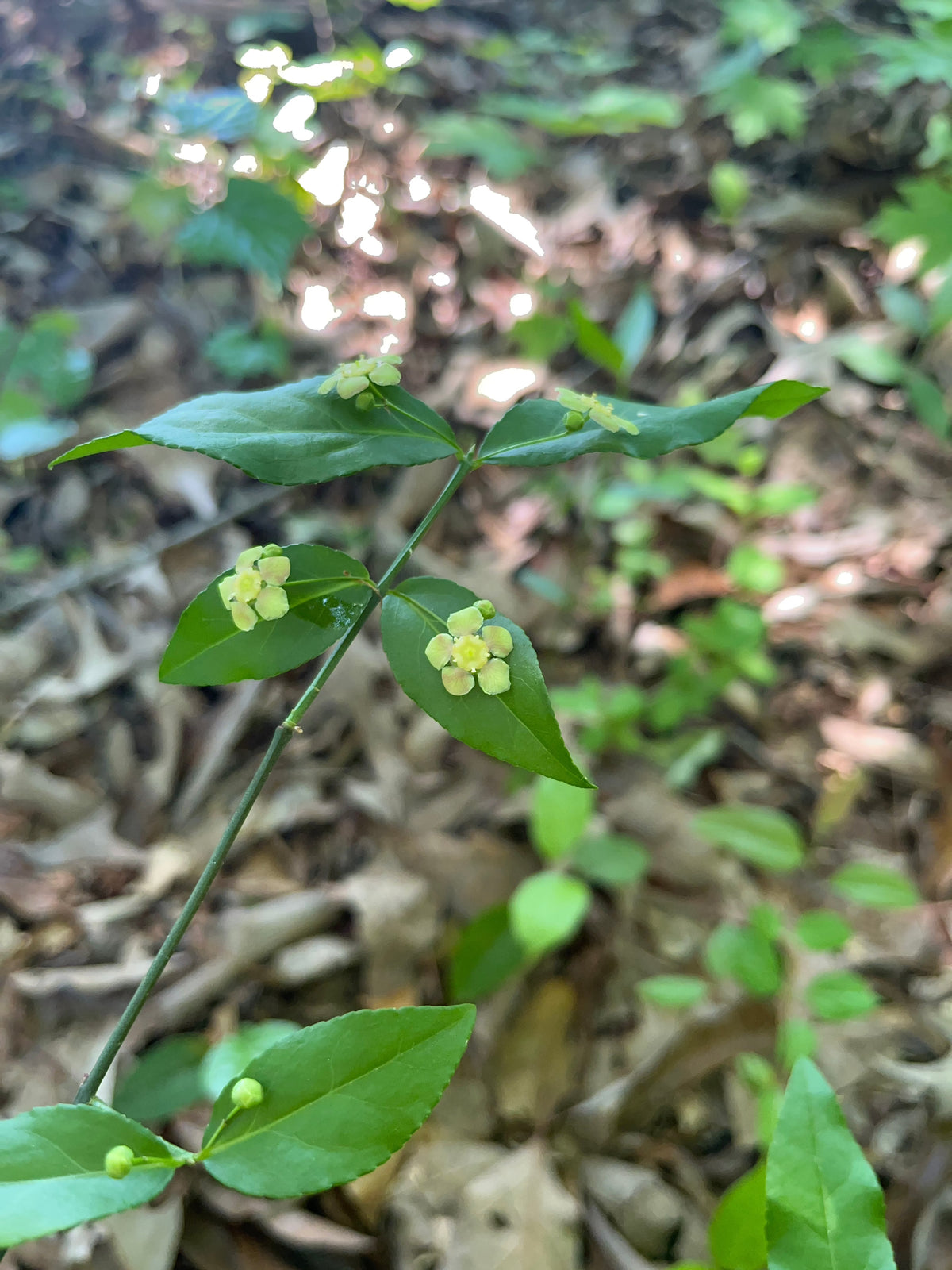 Euonymus americanus