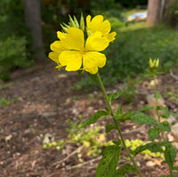 Oenothera tetrogona