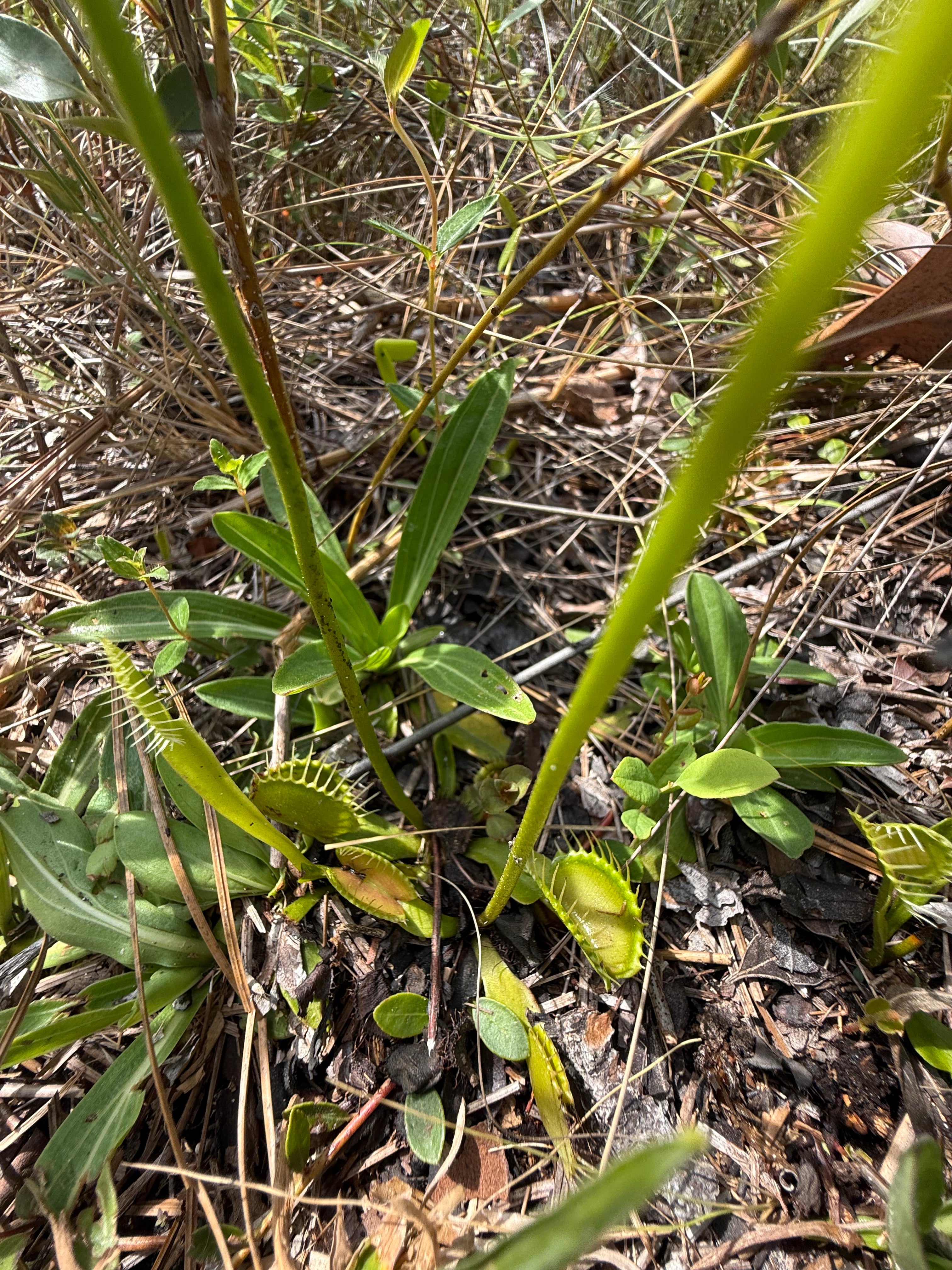 フラワーです Dionaea muscipula – Flower of Carolina