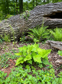 Heuchera villosa