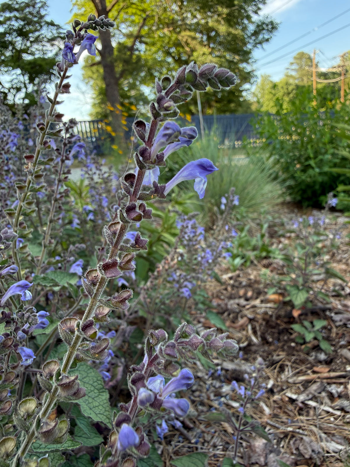 Scutellaria ovata var. rugosa