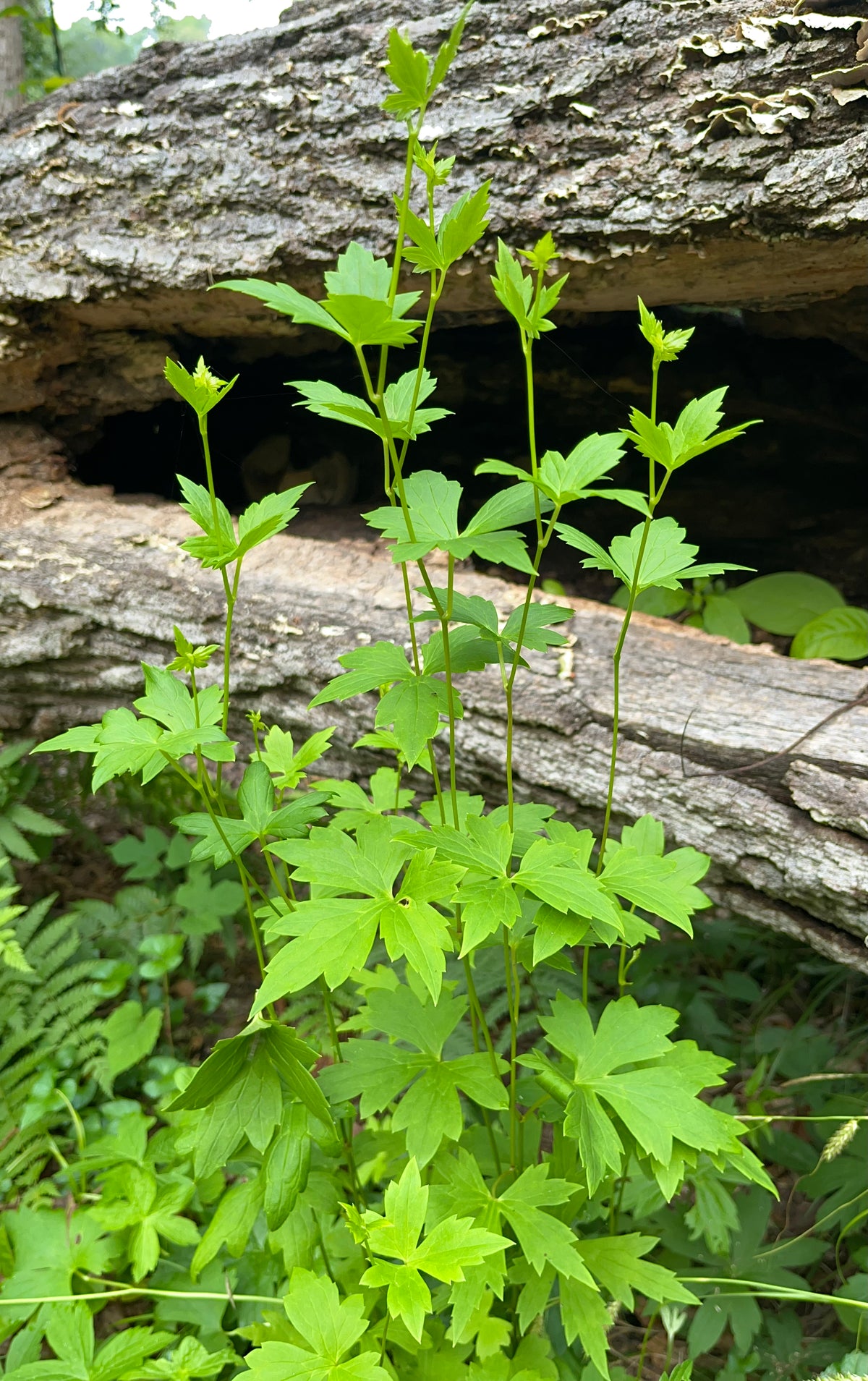 Aconitum uncinatum