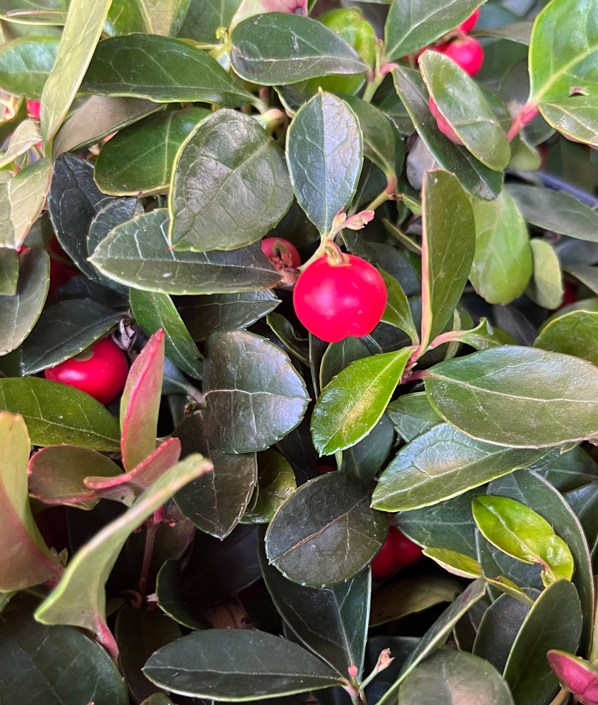 Gaultheria procumbens