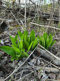 Andersonglossum virginianum