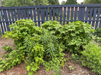 Rubus odoratus