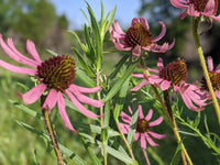Echinacea tennesseensis